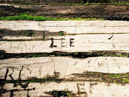 Fallen tree with names